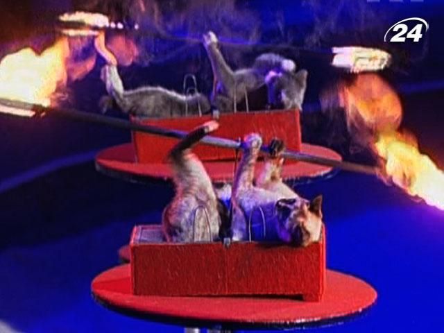 Сальвадор ввел запрет на выступление животных в цирке Сальвадор ввел запрет на выступление животных в цирке