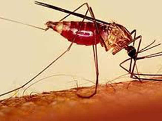 У Житомирі медики зафіксували випадок захворювання на малярію