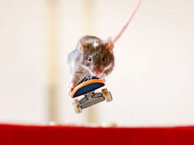 Австралиец научил мышей кататься на скейте
