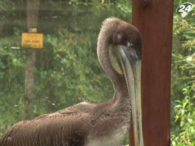 Власти Коста-Рики закроют все зоопарки Власти Коста-Рики закроют все зоопарки