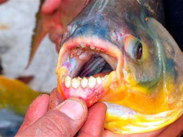 В реках Швеции и Дании рыбы охотятся на мужские гениталии