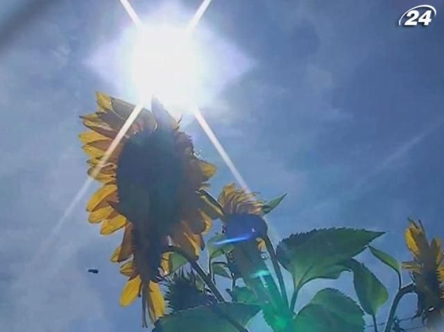 24 факта об Украине. Подсолнух - один из символов Украины 24 факта об Украине. Подсолнух - один из символов Украины