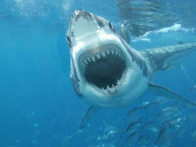 На Гавайях акула атаковала 20-летнюю немецкую туристку