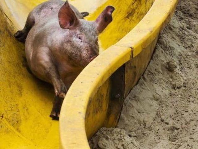 Голландец смастерил аквапарк для свиней (Видео)