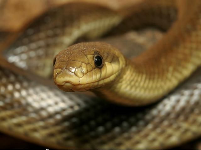 У канадському мотелі знайшли 40 змій  