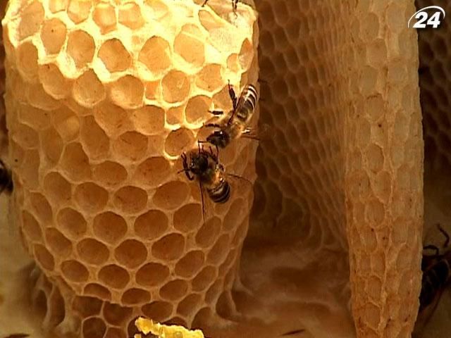 Украина производит больше всего в мире меда на душу населения Украина производит больше всего в мире меда на душу населения