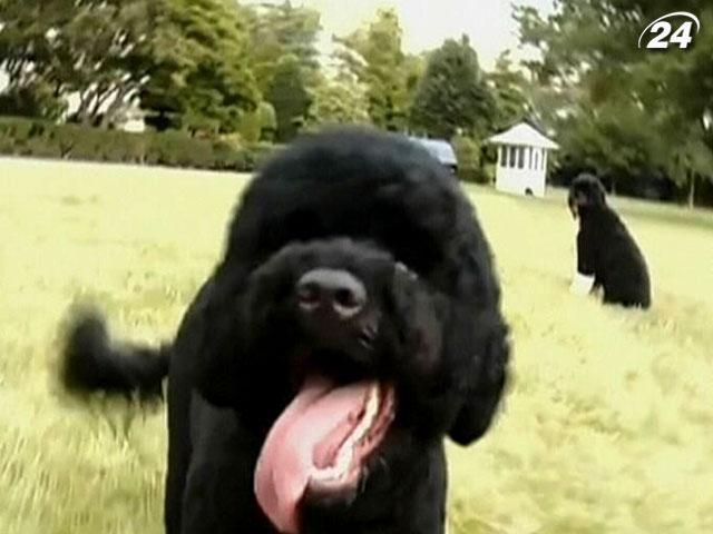 У президента США поповнення: Обама завів ще одного собаку У президента США поповнення: Обама завів ще одного собаку