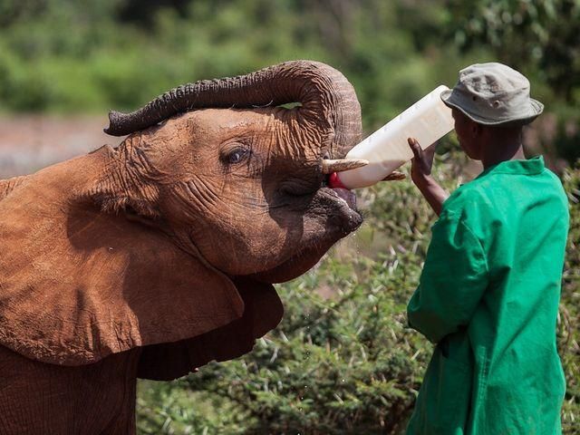 У Кенії діє центр реабілітації слонів-сиріт (Фото)