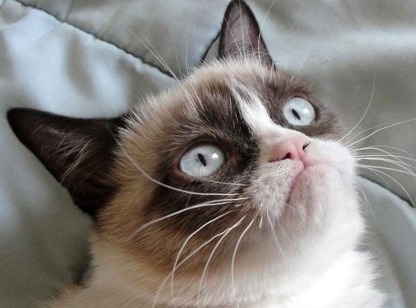 Відео дня: Журналіст "поспілкувався" зі Сердитим котом Відео дня: Журналіст "поспілкувався" зі Сердитим котом