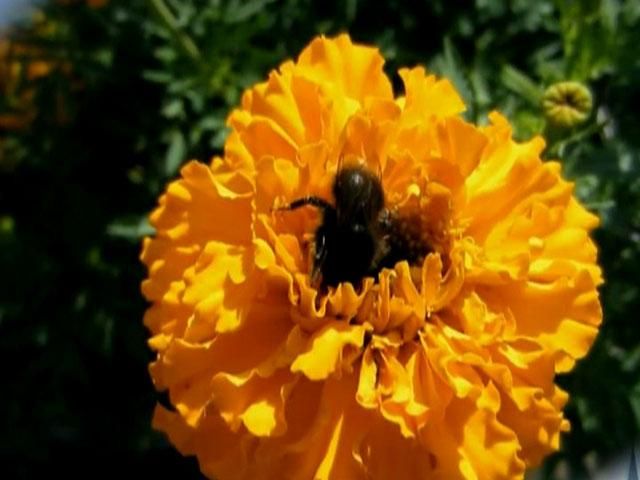 24 факти про Україну: Походження та властивості чорнобривців 24 факти про Україну: Походження та властивості чорнобривців