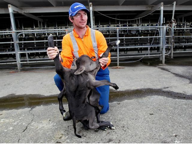 В Новой Зеландии родился теленок-мутант (Фото) В Новой Зеландии родился теленок-мутант (Фото)