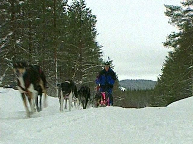 Догслей - гонки на собачьих упряжках Догслей - гонки на собачьих упряжках