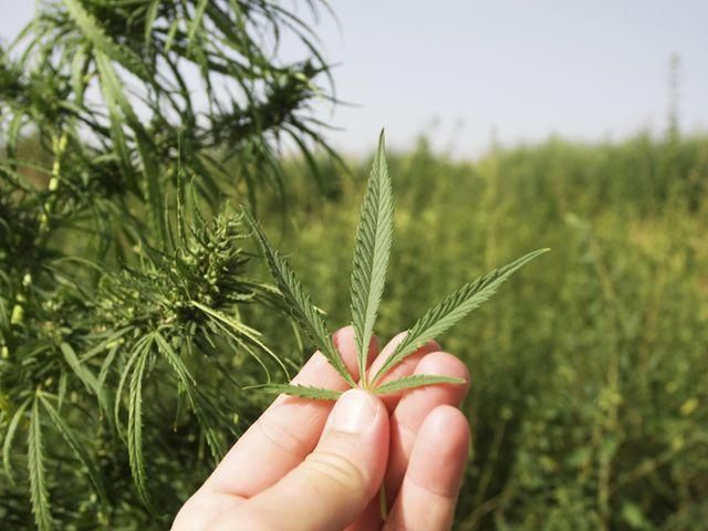 На Миколаївщині капітан міліції збував оперативникам марихуану На Миколаївщині капітан міліції збував оперативникам марихуану