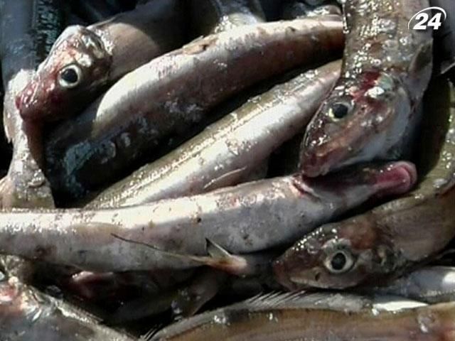 Витоки радіаційної води "вбили" риболовецький бізнес у Фукусімі