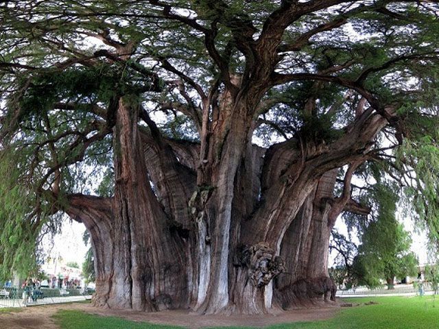 Найбільше дерево у світі має окружність понад 40 метрів