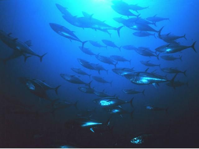 Мировой океан наполняется опасными токсинами, - неутешительные выводы ученых Мировой океан наполняется опасными токсинами, - неутешительные выводы ученых