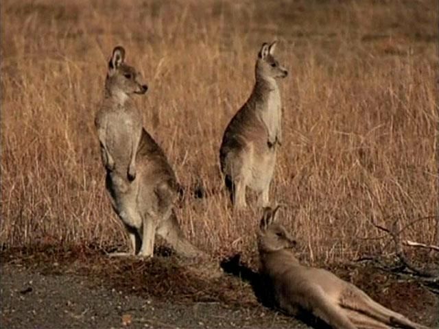 Австралийцы включают в привычній рацион питания мясо кенгуру