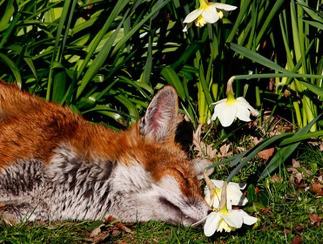 У Лондоні лисиця пробралась в дім, а потім - у ліжко до чоловіка У Лондоні лисиця пробралась в дім, а потім - у ліжко до чоловіка