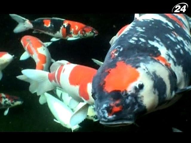 На поиски идеальной рыбы в Японию: кои, стоимостью сотни тысяч евро На поиски идеальной рыбы в Японию: кои, стоимостью сотни тысяч евро