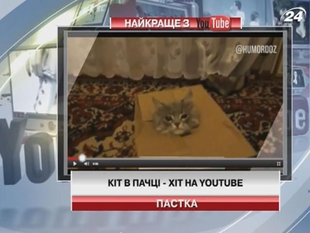 Кіт у коробці - хіт на Youtube