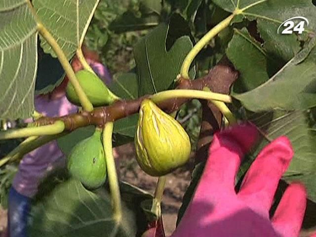 В Крыму начался сбор урожая инжира