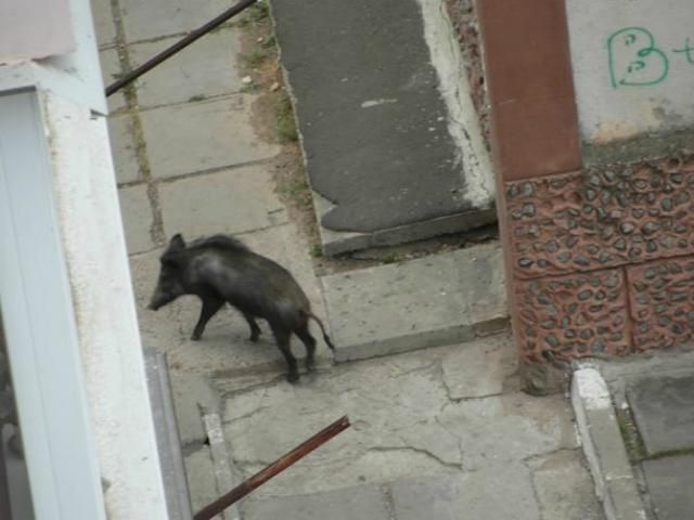 На Одесщине кабан ворвался в ресторан (Фото) На Одесщине кабан ворвался в ресторан (Фото)