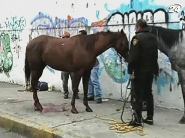 У Мексиці 30 коней втекли від поліцейських і гасали вулицями (Відео)