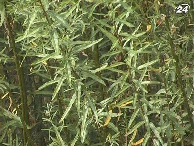 Верба може стати альтернативним паливом в Україні Верба може стати альтернативним паливом в Україні