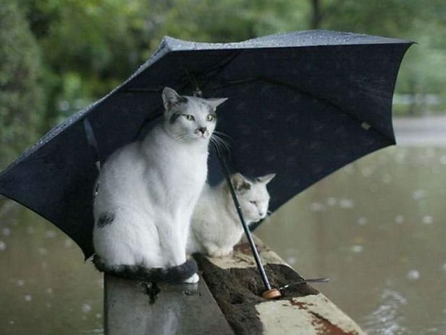 4 сентября Украина будет мерзнуть и мокнуть под дождем 4 сентября Украина будет мерзнуть и мокнуть под дождем