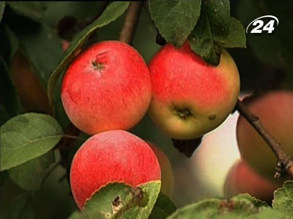 Украинцы стали потреблять больше яблок отечественного производства