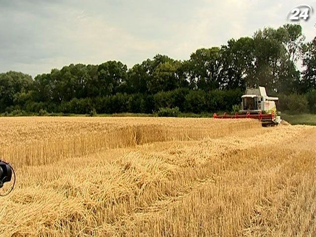 Україна нарощує обсяги експорту зернових