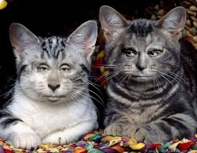 Меми про Путіна і "кота ззаду" Меми про Путіна і "кота ззаду"