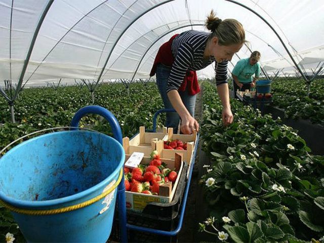 "Заробитчане" в Польше будут получать помощь из бюджета "Заробитчане" в Польше будут получать помощь из бюджета