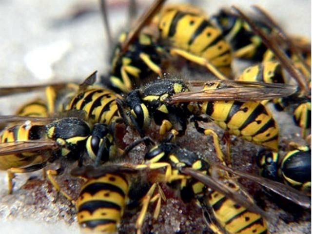 В Запорожье осы напали на детей. Восемь детей госпитализировано В Запорожье осы напали на детей. Восемь детей госпитализировано
