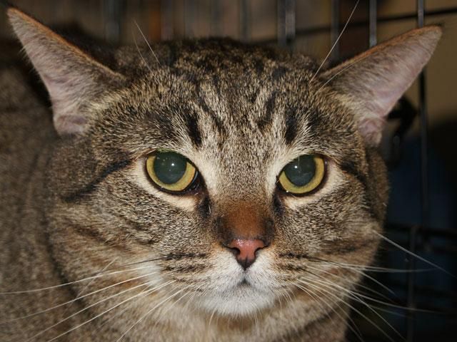 Кішка з Данії добралася аж до Британії Кішка з Данії добралася аж до Британії