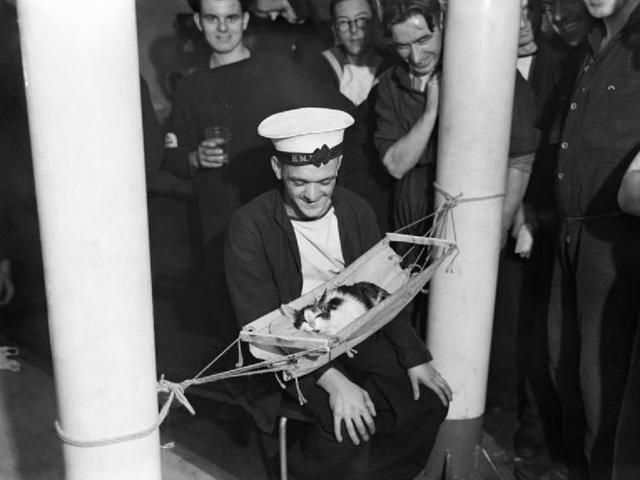 Коти здавна супроводжували моряків у плаванні Коти здавна супроводжували моряків у плаванні