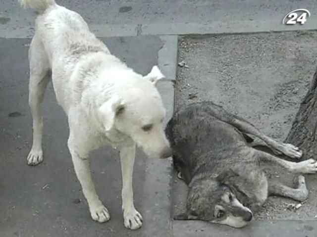 У Румунії будуть знищувати безпритульних псів У Румунії будуть знищувати безпритульних псів