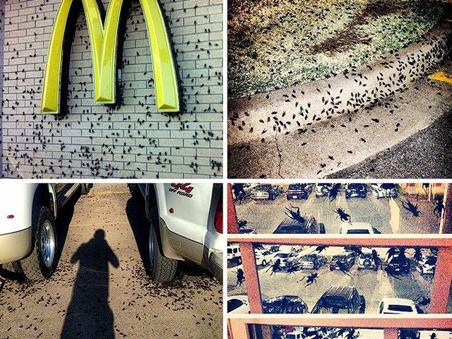 В США нашествие насекомых-каннибалов В США нашествие насекомых-каннибалов