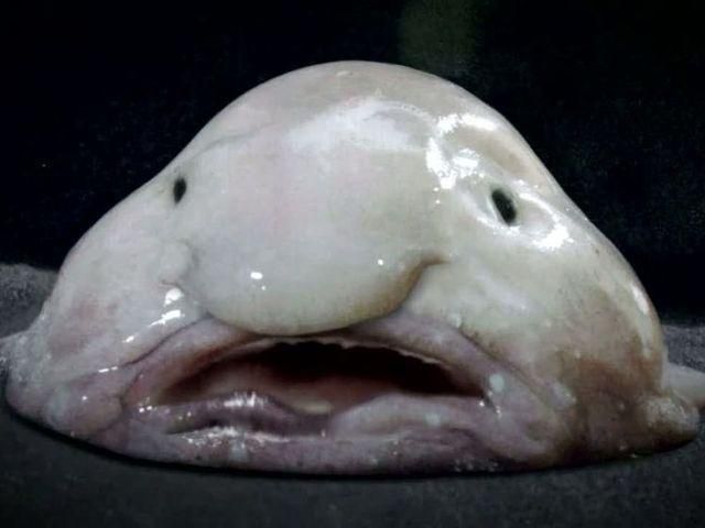 Британцы назвали самых отвратительных животных (Фото) Британцы назвали самых отвратительных животных (Фото)