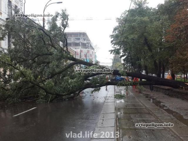 В Киеве - огромные пробки из-за дерева, которое упало на Lexus (Фото)