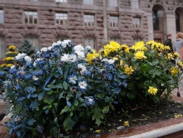 На Крещатике дождь смыл краску со праздничных "синих" хризантем (Фото)