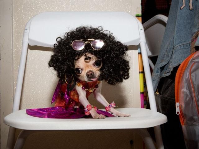 Странные владельцы собачек готовы тратить время и деньги на одежду для питомцев Странные владельцы собачек готовы тратить время и деньги на одежду для питомцев