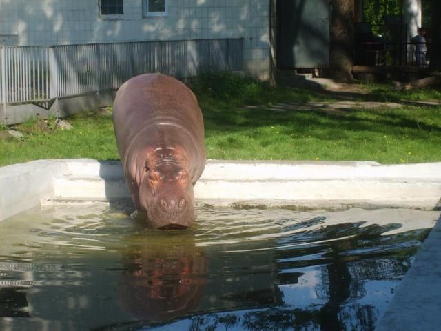 В Киевском зоопарке живет старейший бегемот в мире В Киевском зоопарке живет старейший бегемот в мире