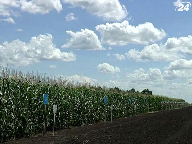 Дощі в Україні заважають збирати врожай