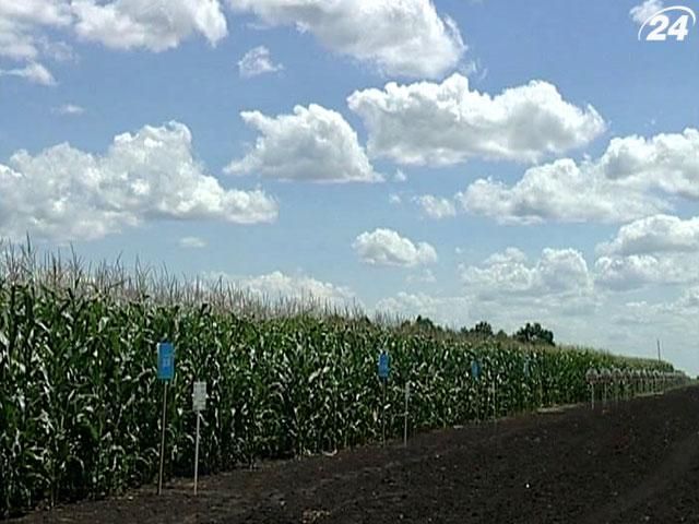 Дожди в Украине мешают собирать урожай Дожди в Украине мешают собирать урожай