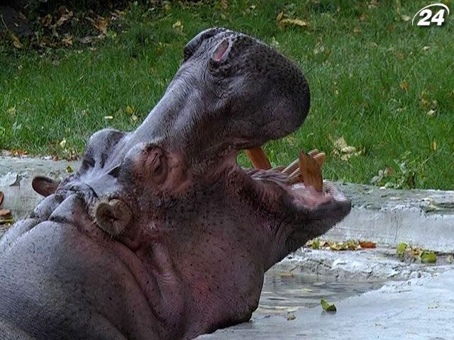Київська самка гіпопотама потрапила у Книгу рекордів України