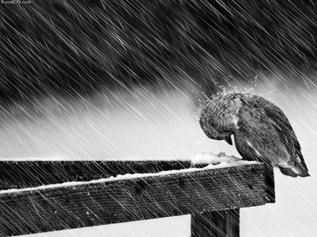 На выходных в Украине будет дождливо На выходных в Украине будет дождливо