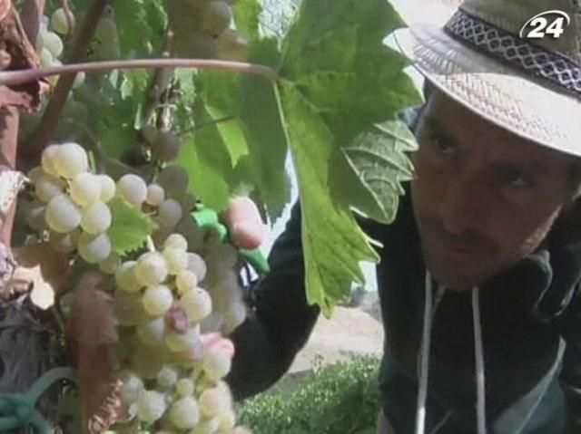 Урожай винограду в Італії допоможе галузі вийти з кризи