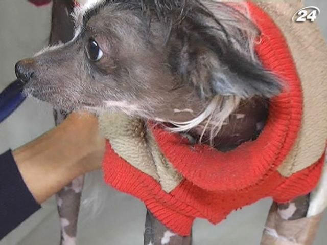 Шарики і Сірки ще не відчули захисту Європейської хартії, - Яворівський Шарики і Сірки ще не відчули захисту Європейської хартії, - Яворівський