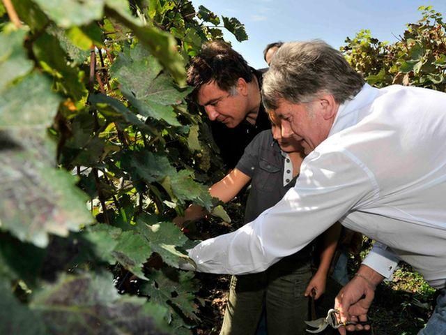 Ющенко їздив допомагати Саакашвілі збирати виноград (Фото)